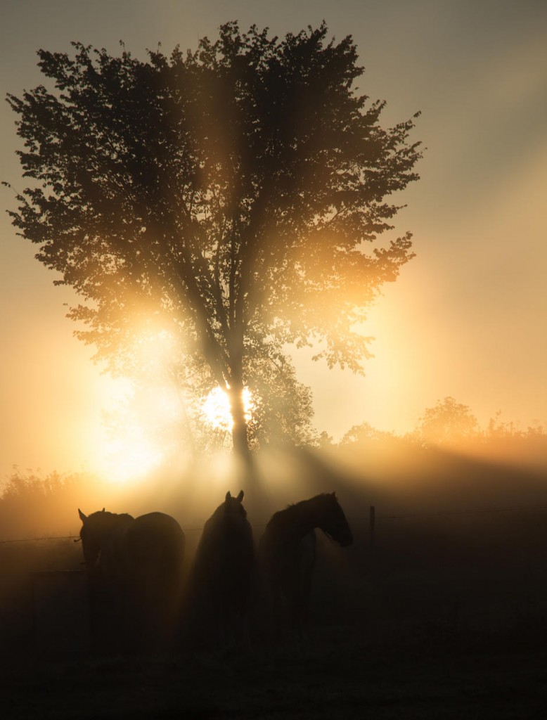 5-sunrise-behind-tree-horses-PHOTOCROWD-SUN