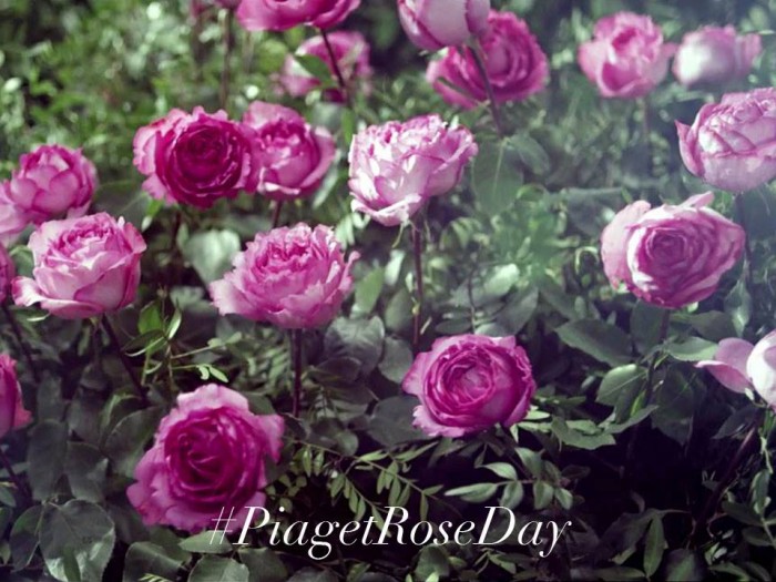 Piaget Rose Day : Piaget célèbre la rose